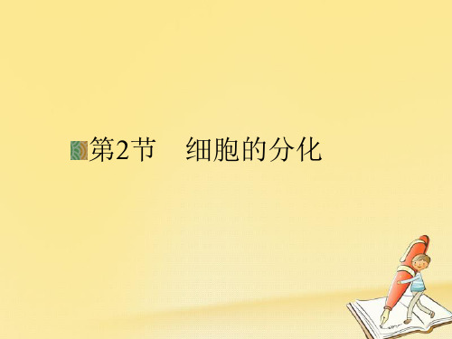 高中生物人教版必修一课件： 6.2《细胞的分化 》