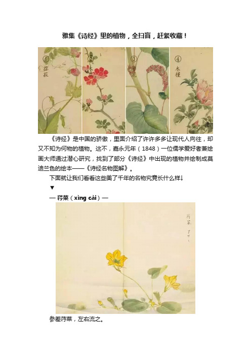 雅集《诗经》里的植物，全扫盲，赶紧收藏！