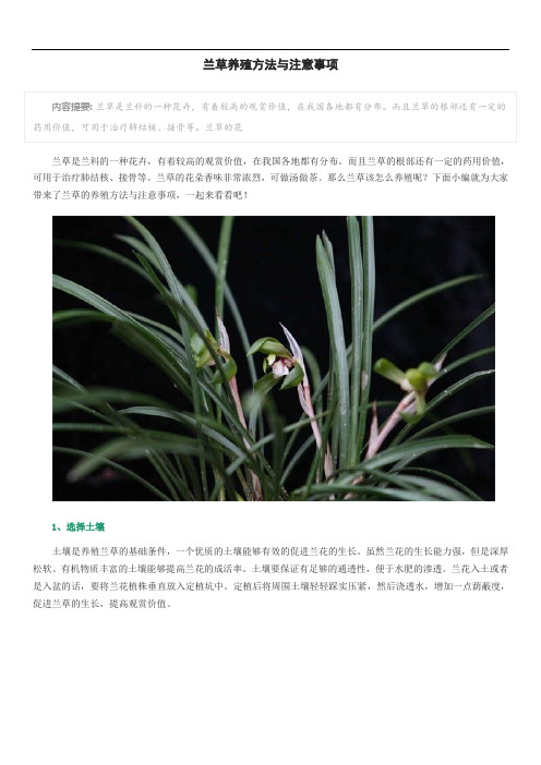 兰草养殖方法与注意事项