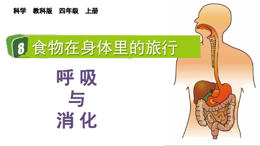 最新教科版小学科学四年级上册《食物在身体里的旅行》优质教学课件