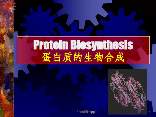 分子生物学--蛋白质的生物合成