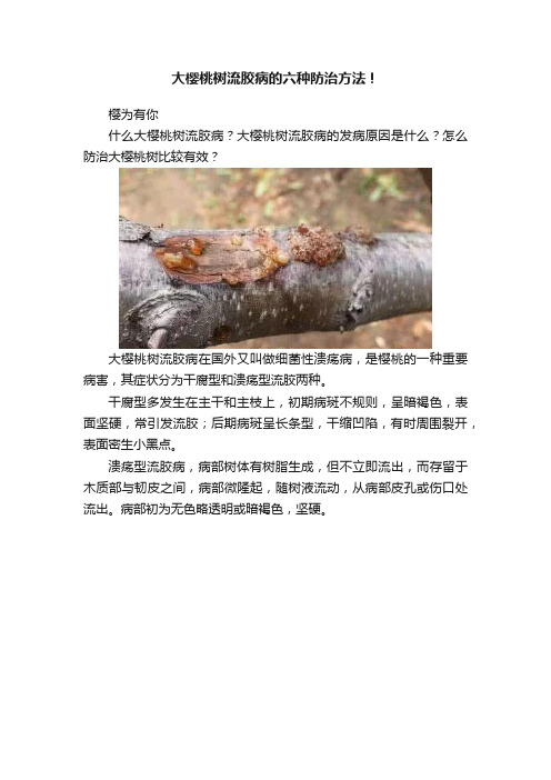 大樱桃树流胶病的六种防治方法！