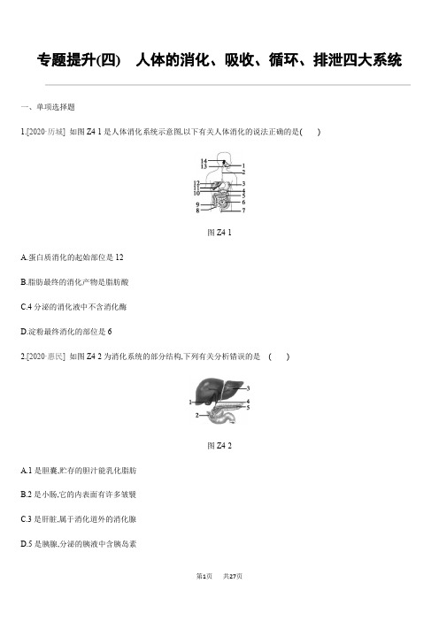 中考生物专题提升04 人体的消化、吸收、循环、排泄四大系统