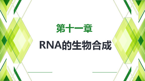 生物化学 第11章 RNA的生物合成(1)