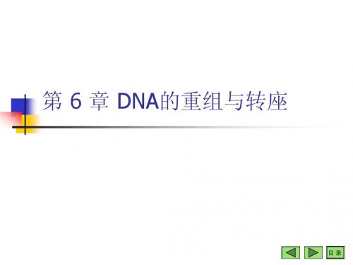 第六章 DNA的重组与转座