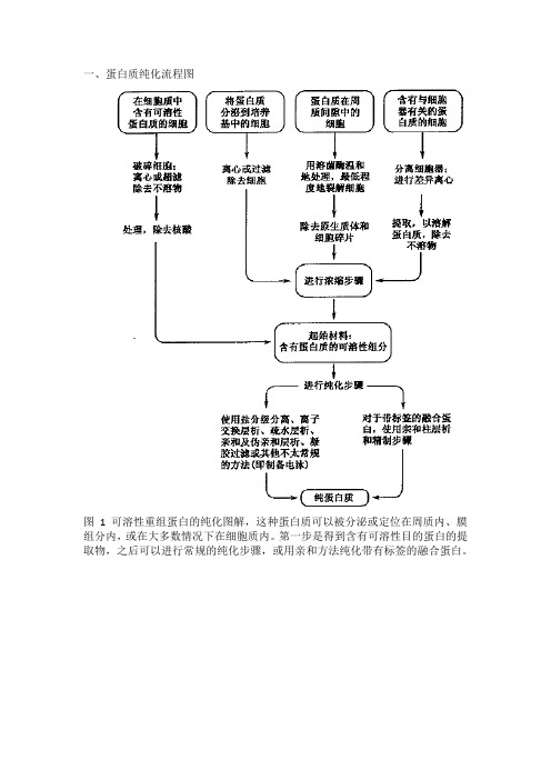 GST融合蛋白表达与纯化