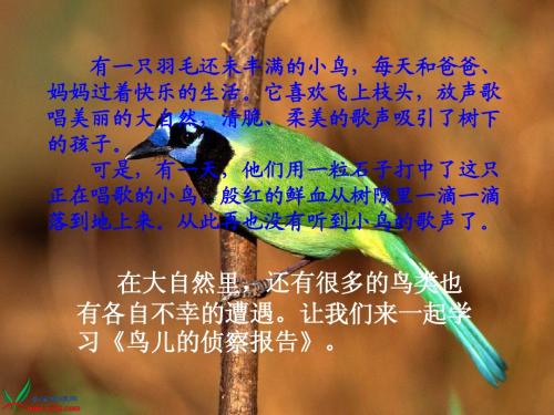 《鸟儿的侦察报告》ppt新课件