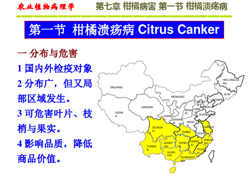 柑桔溃疡病Citrus canker lecture-Liu-03