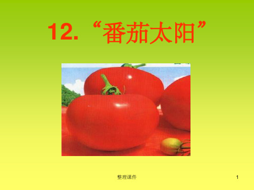 12.《番茄太阳》