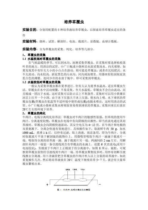 草履虫培养实验报告