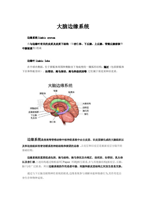 大脑边缘系统