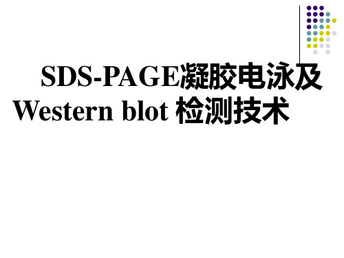 SDS-PAGE凝胶电泳及Western blot 检测技术