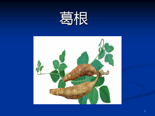 葛根介绍ppt课件