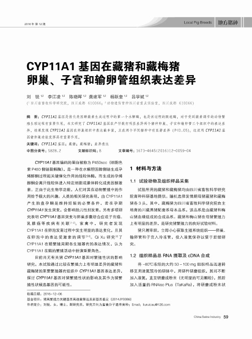 CYP11A1基因在藏猪和藏梅猪卵巢、子宫和输卵管组织表达差异