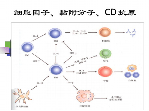 细胞因子(中文