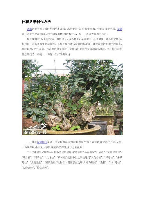 桂花盆景制作方法  详细技法---精品资料