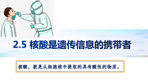 高中生物必修一人教版 第二章第五节  核酸是遗传信息的携带者