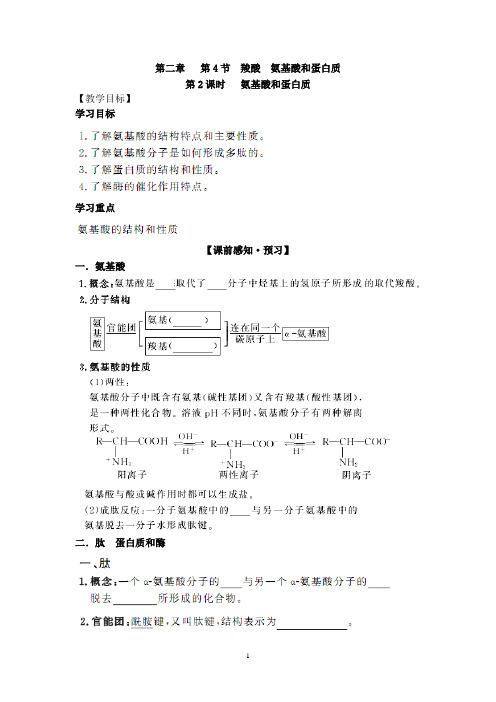 2.4.2氨基酸和蛋白质 学案