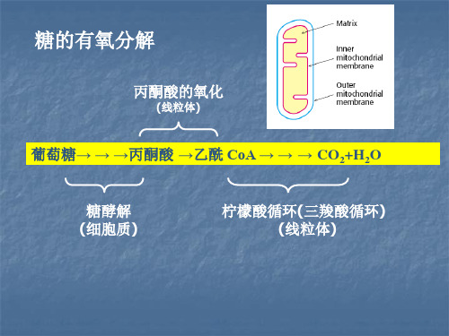 生物化学简明教程  第四版 第九章糖代谢(二)