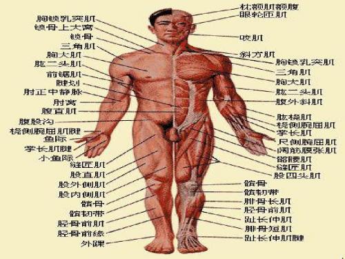 人体主要肌肉构造、位置及功能