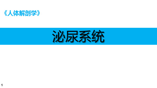 人体解剖学课件：泌尿系统---肾