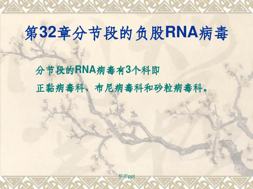 《兽医微生物学教学》17.分节段的负股rna病毒