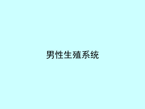 组织胚胎学课件-男性生殖系统