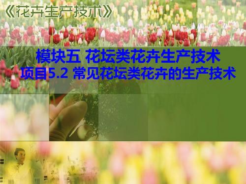 常见一二年生花卉生产实例凤仙花分布与习性