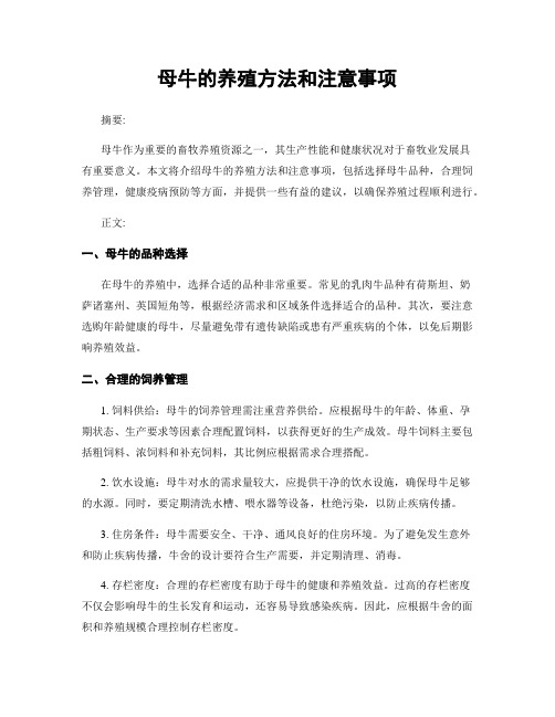 母牛的养殖方法和注意事项