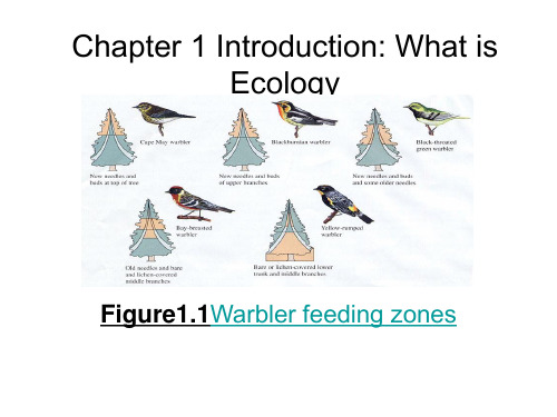 生态学课件