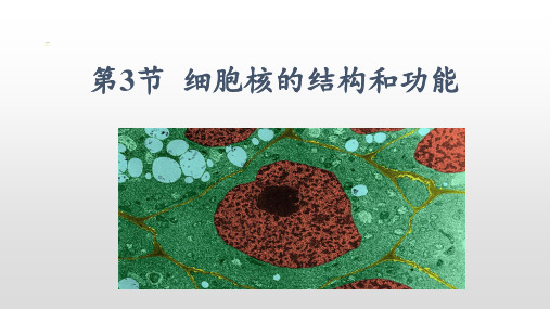 3.3细胞核的结构和功能说课课件课件-高一生物人教版必修一