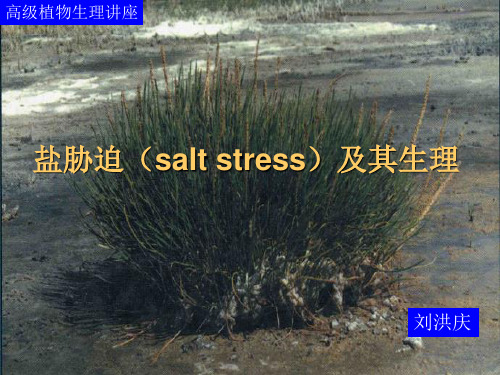 盐胁迫(salt strees)及其生理 2