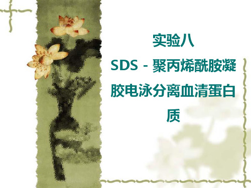 SDS-聚丙烯酰胺凝胶电泳