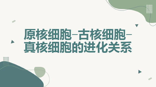 原核细胞古核细胞真核细胞的进化关系