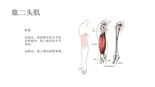 肱二头肌训练计划