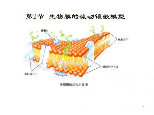 高中生物必修一生物膜的流动镶嵌模型