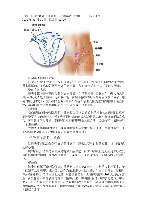 怀孕40周内每周胎儿发育情况(详图)----第1-4周