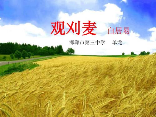 语文人教版九年级上册观刈麦