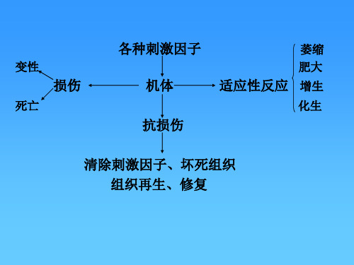 细胞和组织的损伤和修复