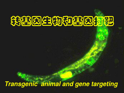 转基因