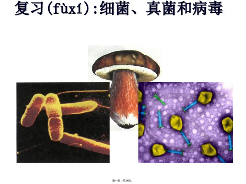 初二生物细菌、真菌和病毒复习