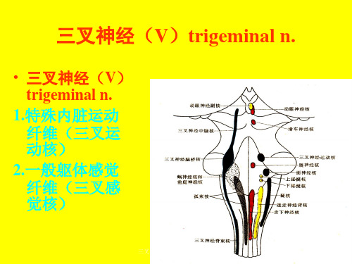 三叉神经痛医学知识专题讲座培训课件