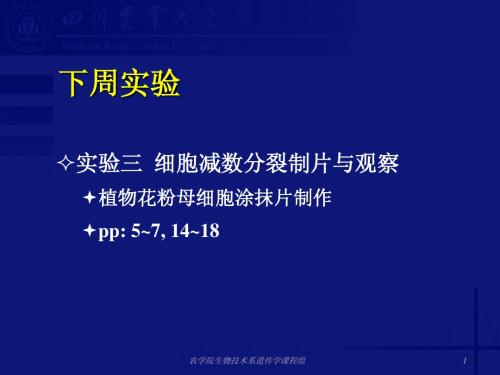 E2 植物分生区细胞染色体制片观察