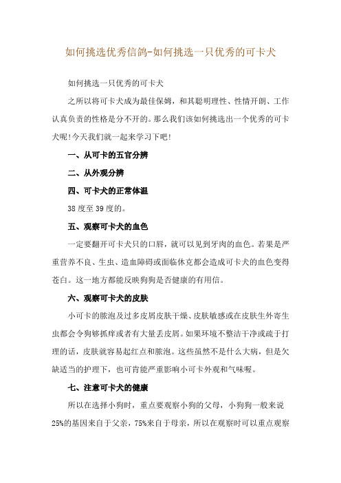 如何挑选优秀信鸽-如何挑选一只优秀的可卡犬