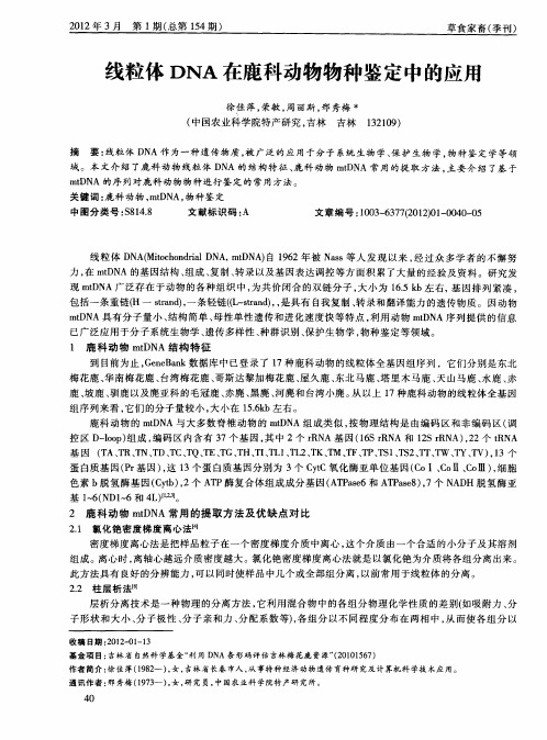 线粒体DNA在鹿科动物物种鉴定中的应用