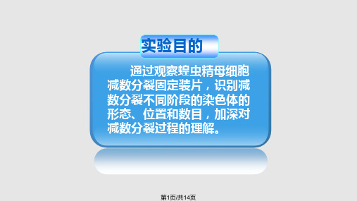 观察蝗虫精母细胞减数分裂固定装片PPT课件