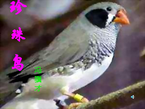 珍珠鸟4PPT课件