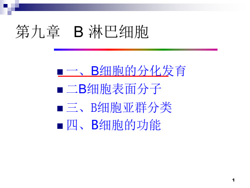 医学免疫学：B淋巴细胞