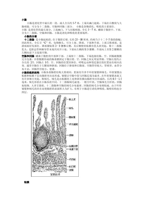 [精华]小肠是消化管中最长的一段