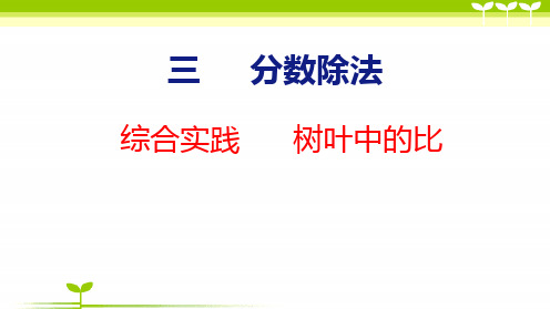 苏教版六年级数学上册全册课件—综合实践树叶中的比(共14张)